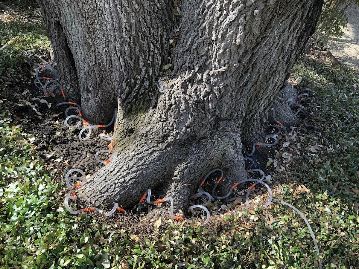 Detailed Tree Cabling and Bracing job site in Martville