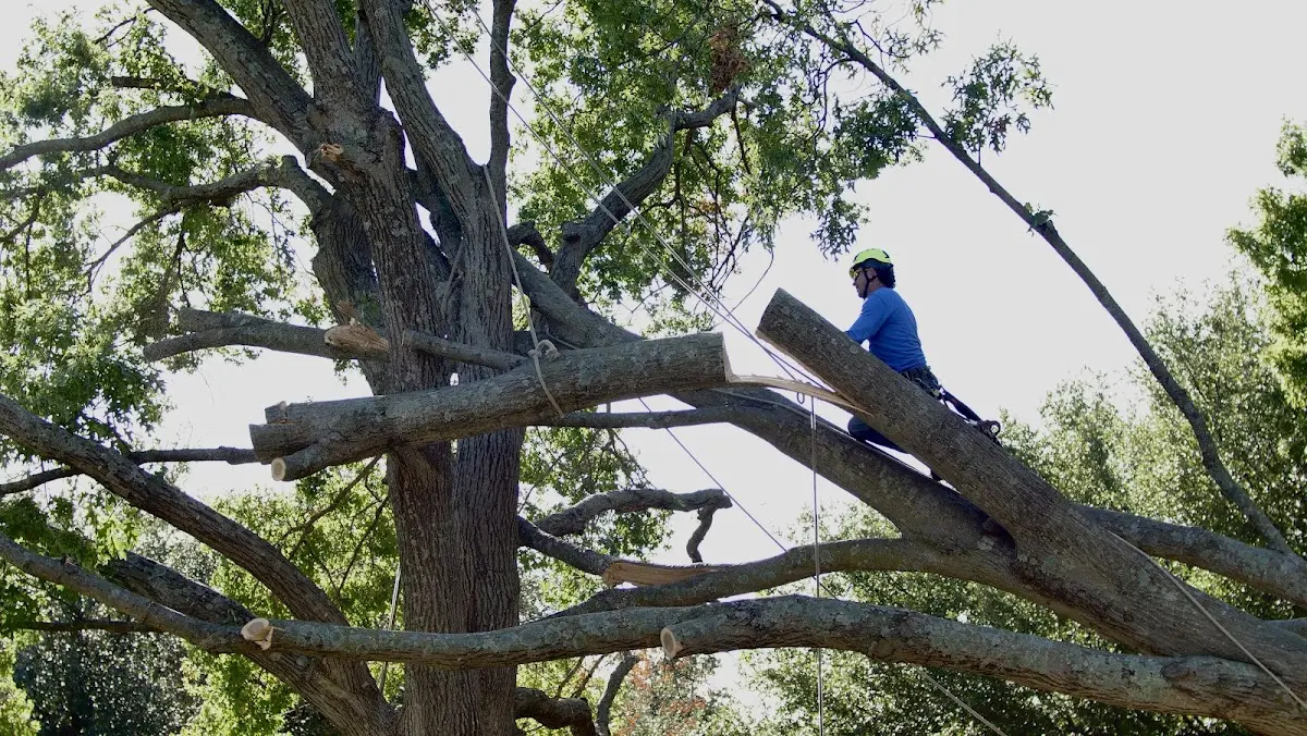 Professional Crown Thinning performed by certified arborists in Martville