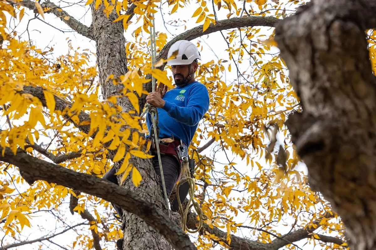 Skilled Tree Pruning crew working in Martville