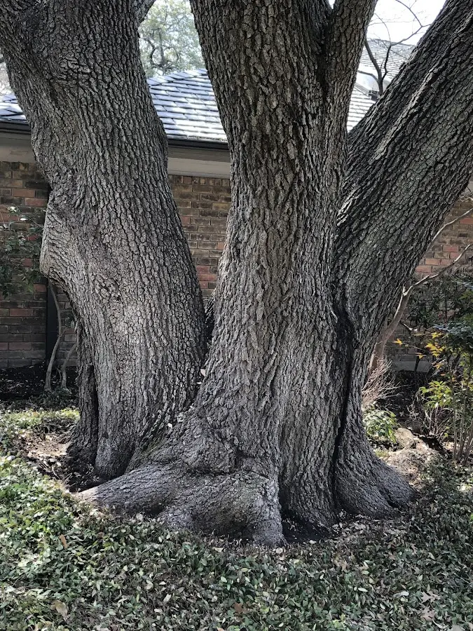 Mature heritage tree close to a Martville property cared for by certified arborists